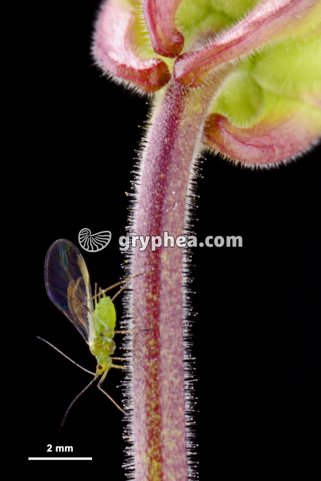 Puceron vert ailé - gryphea.org